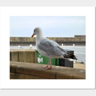 Seagull Walks Along Beach Posters and Art